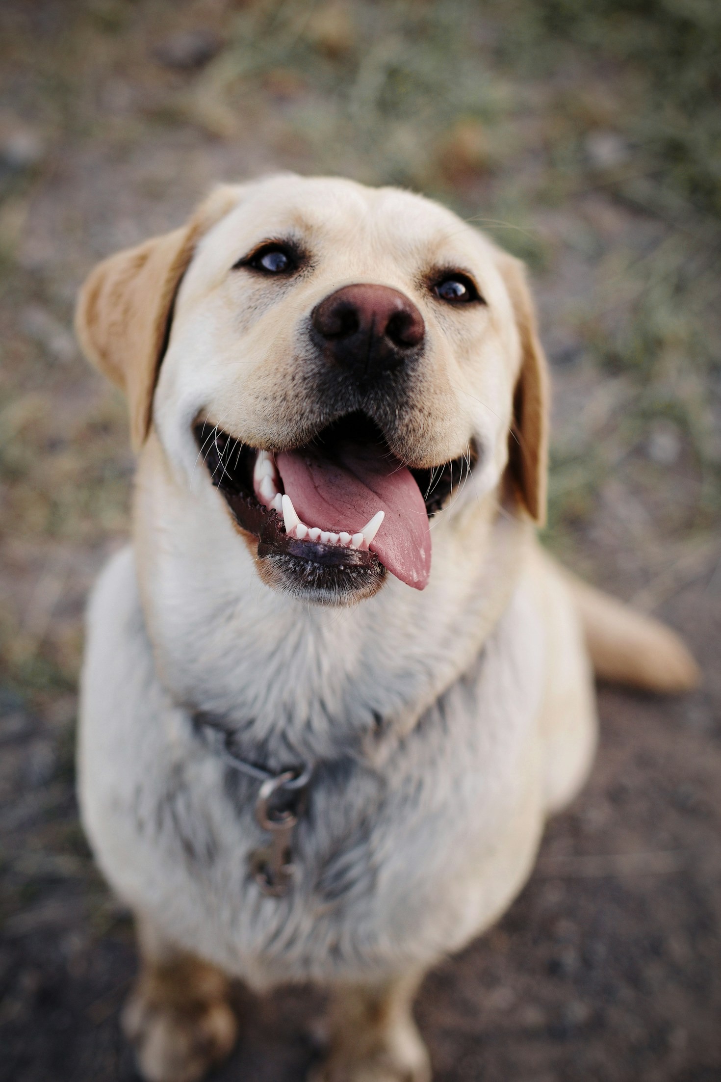 Por que labradores amam tanto a água